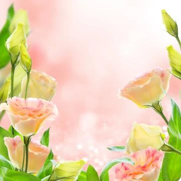 Pink flowers eustoma. collage. Stock Photos