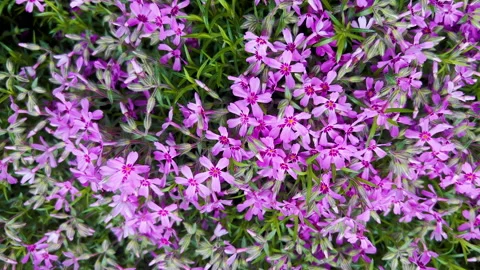 Pink flowers in field Video stock 178486662