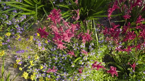 Pink Flowers In The Field Stock Footage 221828834