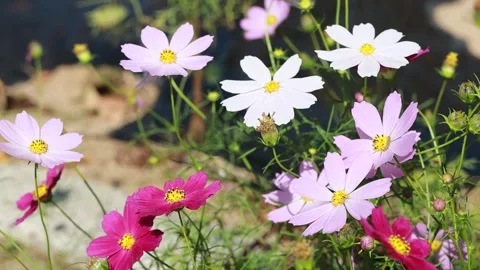 Pink flowers in the field Video stock 310919781