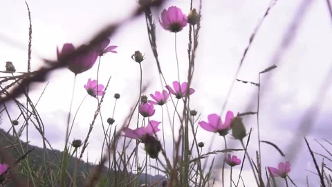 Pink flowers on field Low angle push in Stock Footage 157498972