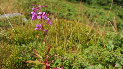 Pink flowers Fire weed in the mountain, Chamaenerion angustifolium Stockbeeldmateriaal 56253244