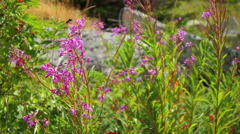 Pink flowers Fire weed in the mountain, Chamaenerion angustifolium Vídeo Stock 56253256
