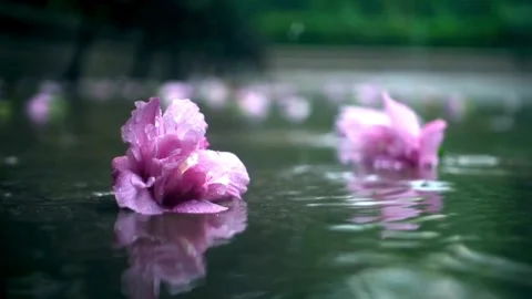 Pink flowers floating in puddle on pavement during rain Stock Footage 332278779