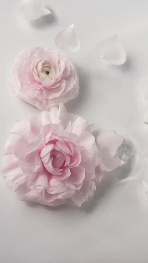 Pink flowers floating in water while soft petals fall in slow motion create Video stock 334999613