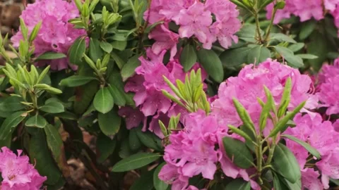 Pink flowers in flower bed. Spring city garden with plants and bushes. Stock Footage 194537769