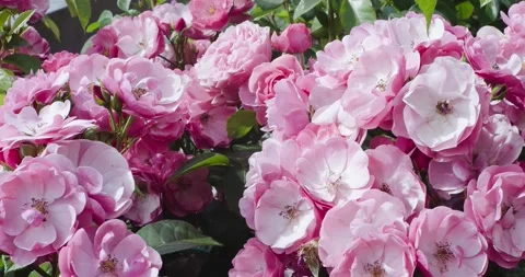 Pink flowers in the flowerbed Stock Footage 134178257
