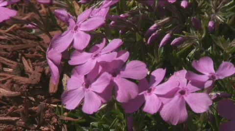 Pink Flowers Stock Footage 351231