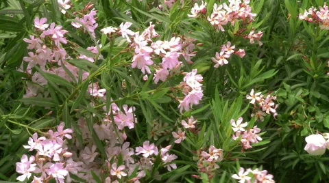 Pink flowers Stock Footage 690968