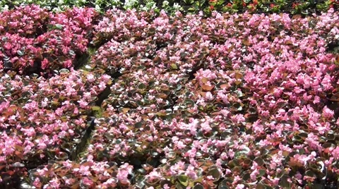 Pink Flowers Stock Footage 7130312