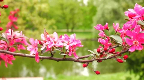 Pink flowers Stock Footage 7729054