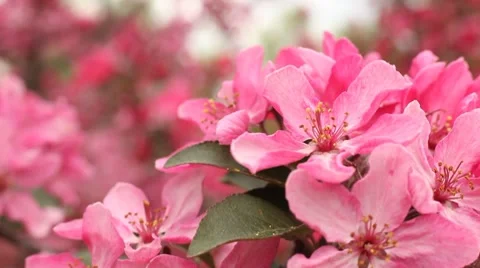 Pink flowers Stock Footage 7729060