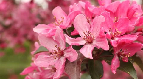 Pink flowers Stock Footage 7729063