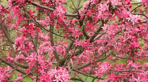 Pink flowers Stock Footage 7729076