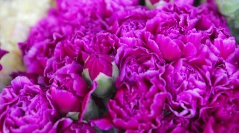 Pink flowers Stock Footage 10754694