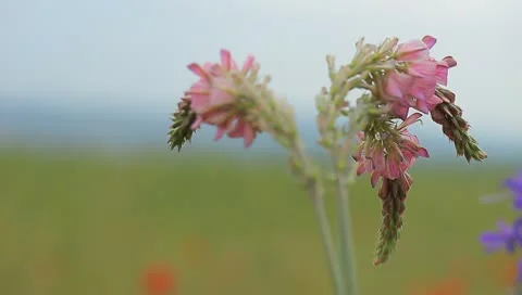 Pink flowers Stock Footage