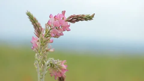 Pink flowers Stock Footage 11163405