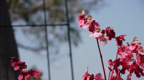 Pink flowers Stock Footage 25104794