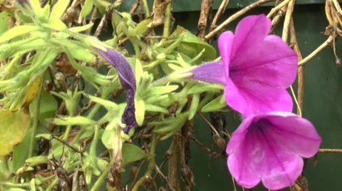 Pink Flowers Video stock 27872183