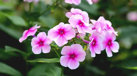 Pink flowers Stock Footage 29517149
