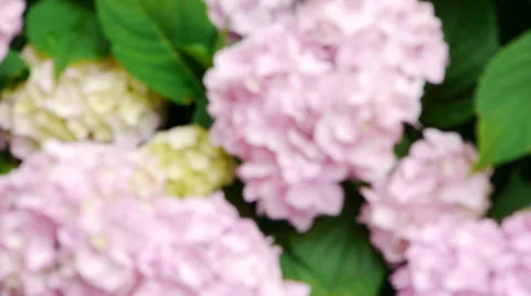 Pink Flowers Video stock 33871482
