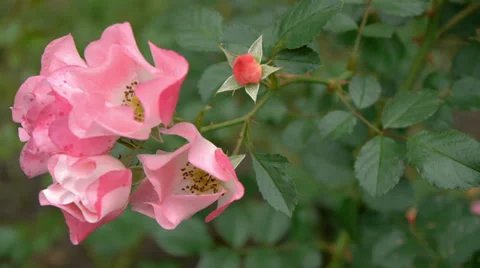 Pink flowers Stock Footage 34955121