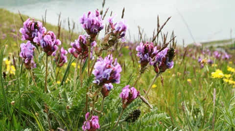 Pink Flowers Stock Footage 39444437