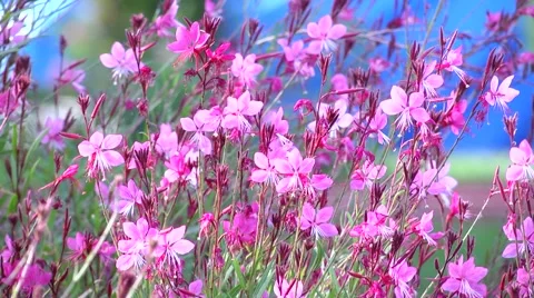 Pink Flowers Stock Footage 41806749