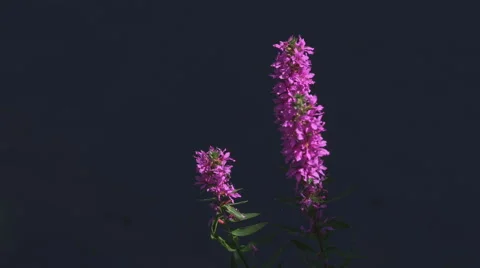 Pink flowers Stock Footage 46031033