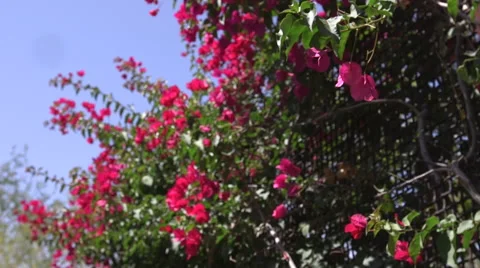 Pink Flowers Stock Footage 49774695