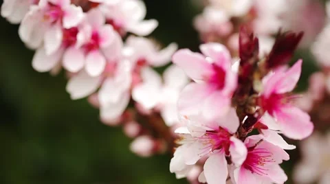  Pink Flowers Stock Footage 50618708