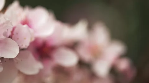 Pink Flowers Stock Footage 50618849