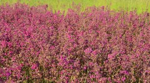 Pink flowers. Stock Footage 51049054