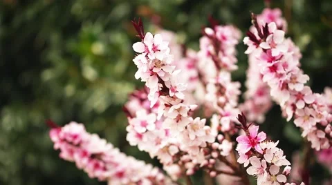 Pink Flowers Stock Footage 51892574