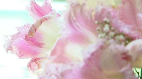 Pink Flowers Video stock 52488232