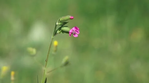 Pink Flowers Video stock 52699489