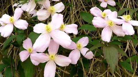 Pink flowers Stock Footage 77895778