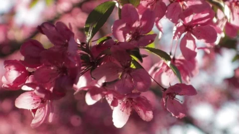 Pink Flowers Stock Footage