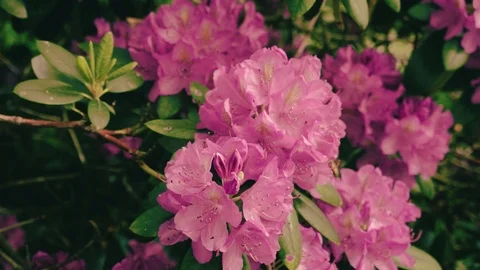 Pink Flowers 스톡 동영상 92173779