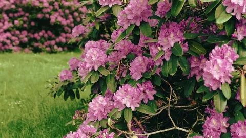 Pink Flowers 스톡 동영상 92173787