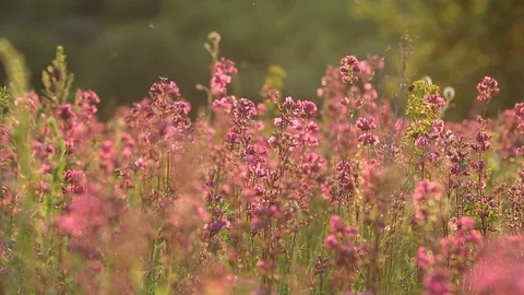 Pink flowers Stock Footage 109101590