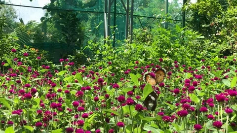 The pink flowers Stock Footage 110620928