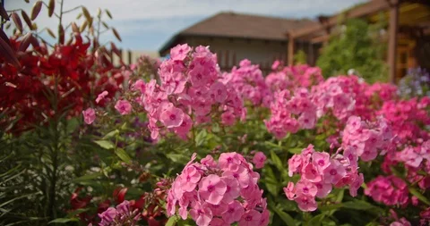 Pink flowers Stock Footage 112950110