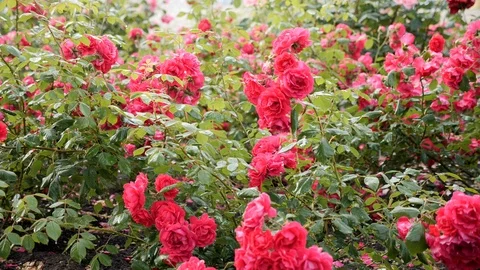 Pink flowers. Stock Footage 116770620