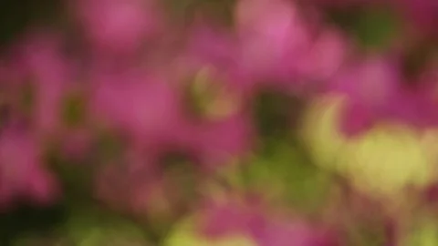 Pink flowers Stock Footage 127525517