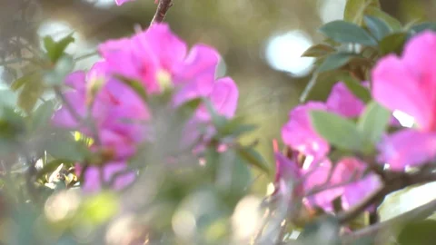 Pink flowers Stock Footage 128512895