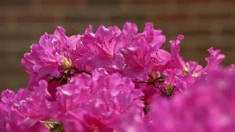 Pink flowers Video stock 130591445