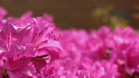 Pink flowers Video stock 130591669