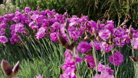 Pink flowers Stock Footage 131049900