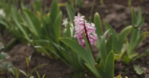 Pink flowers Stock Footage 132603211